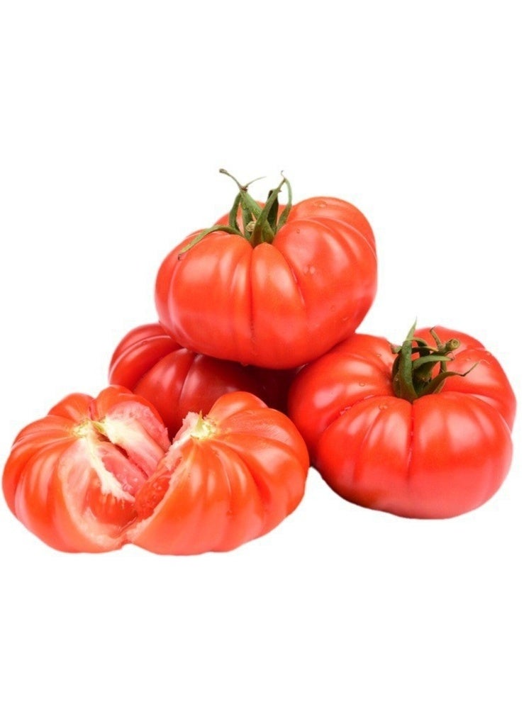 بذور طماطم على شكل شرائح لحم بقري للزراعة - بذور طماطم للزراعة - Image 2